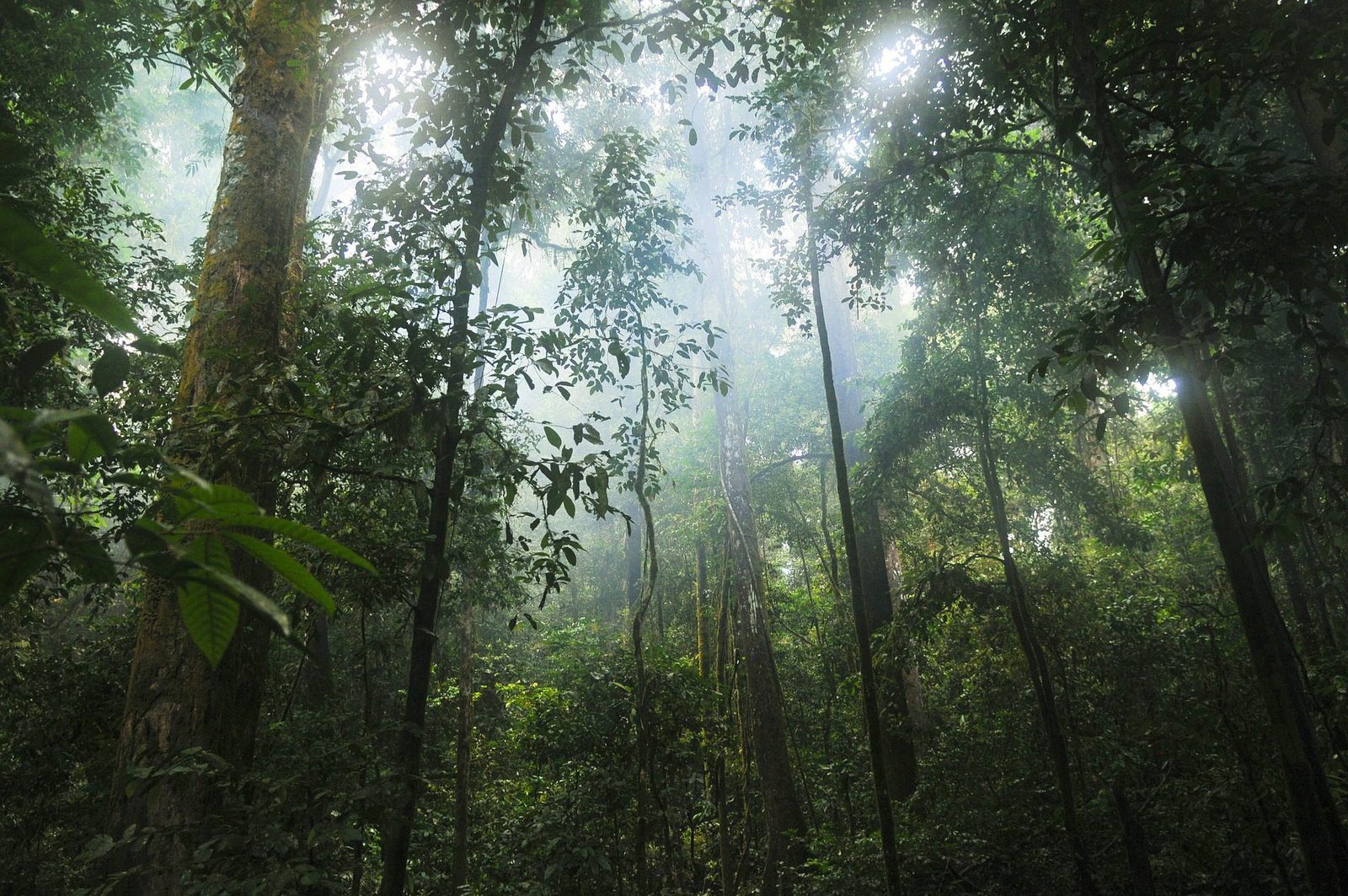 jungle-601542_1920